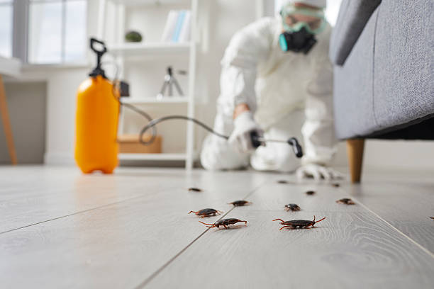 Commercial Kitchen Cockroach Control in Coleraine